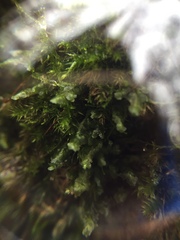 Homalia trichomanoides