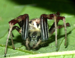 Araneus venatrix