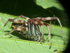 Araneus venatrix