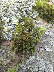 Orthotrichum diaphanum