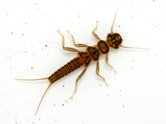 Perlodes microcephalus