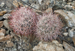 Echinomastus johnsonii