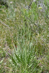 Crepis acuminata