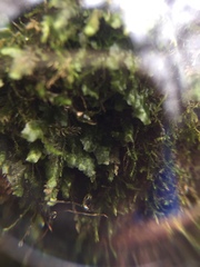 Homalia trichomanoides