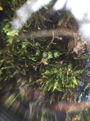 Homalia trichomanoides