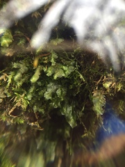 Homalia trichomanoides