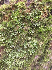 Homalia trichomanoides