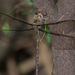 Gynacantha mexicana - Photo (c) Greg Lasley, μερικά δικαιώματα διατηρούνται (CC BY-NC), uploaded by Greg Lasley