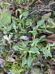 Primula elatior