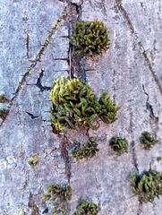 Orthotrichaceae
