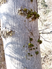 Orthotrichaceae