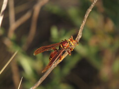 Polistes cavapyta