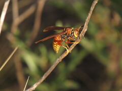 Polistes cavapyta