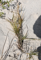 Distichlis spicata