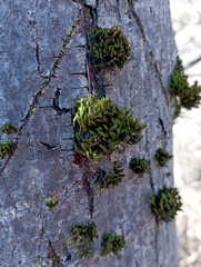 Orthotrichaceae