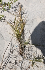 Distichlis spicata