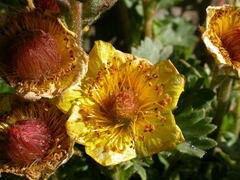 Geum reptans