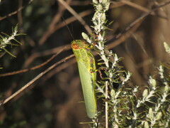 Zoniopoda tarsata