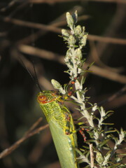 Zoniopoda tarsata