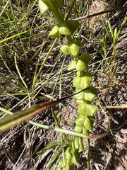 Sebaea sedoides