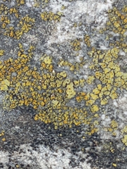 Flavoplaca