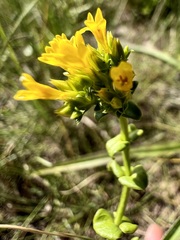 Sebaea sedoides