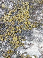 Flavoplaca