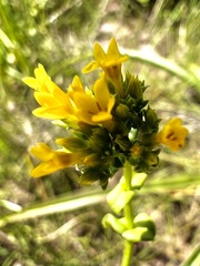 Sebaea sedoides