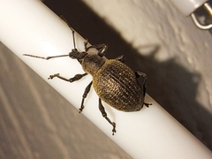 Otiorhynchus pseudonothus