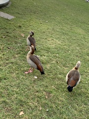 Alopochen aegyptiaca