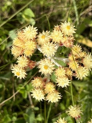 Helichrysum appendiculatum