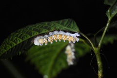 Neopreptos marathusa