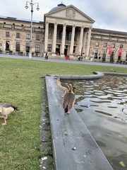 Alopochen aegyptiaca