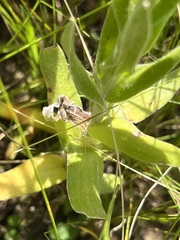 Helichrysum appendiculatum