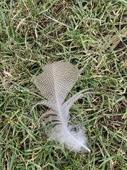 Alopochen aegyptiaca