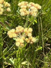 Helichrysum appendiculatum