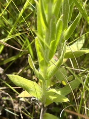 Helichrysum appendiculatum