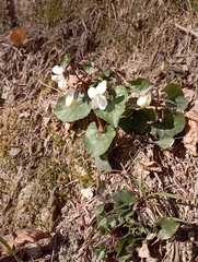 Viola alba