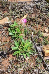 Craterostigma wilmsii