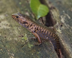 Silvascincus murrayi