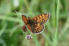Melitaea athalia