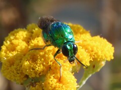 Chrysis lincea