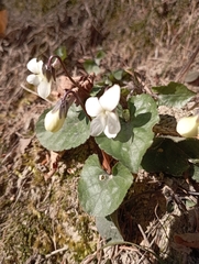 Viola alba