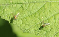 Condylostylus comatus