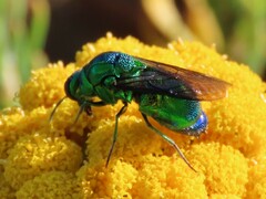 Chrysis lincea