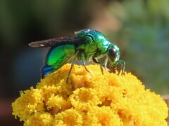 Chrysis lincea