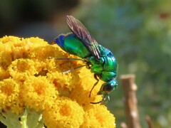 Chrysis lincea