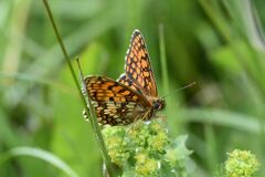 Melitaea athalia