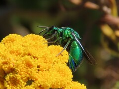 Chrysis lincea