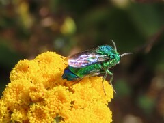 Chrysis lincea